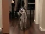 Big Doggo Teaches Little Doggo How To Jump