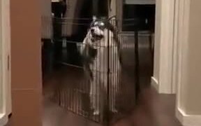 Big Doggo Teaches Little Doggo How To Jump - Animals - VIDEOTIME.COM