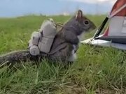 Squirrel Ready For An Adventure