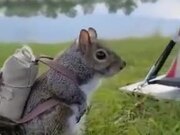 Squirrel Ready For An Adventure