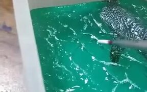 Beautiful Resin Ocean Showpiece Art - Fun - VIDEOTIME.COM