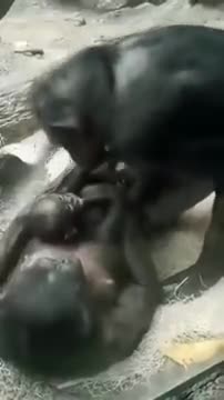 The Chimpanzee Plays With Her Granddaughter