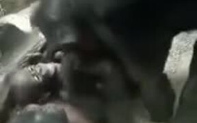 The Chimpanzee Plays With Her Granddaughter - Animals - VIDEOTIME.COM