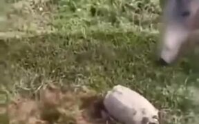 Biting Turtle Sends Dog And Horse Packing - Animals - VIDEOTIME.COM