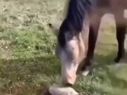 Biting Turtle Sends Dog And Horse Packing
