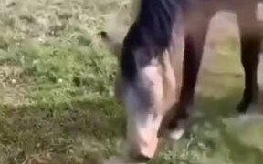 Biting Turtle Sends Dog And Horse Packing - Animals - VIDEOTIME.COM