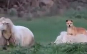 Shepherd Dog Knows How To Work Efficiently - Animals - VIDEOTIME.COM
