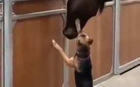 Dog Gets Curious About Horse And Touches It - Animals - VIDEOTIME.COM