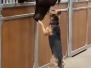 Dog Gets Curious About Horse And Touches It
