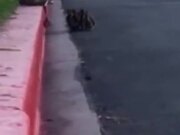 Ducklings Teach A Lesson About Never Giving Up