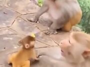 Baby Monkey Gets Shoved By Adult Monkey