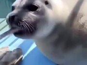 Seal Eats A Fish And Smiles Back At The Camera