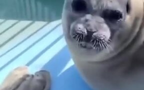 Seal Eats A Fish And Smiles Back At The Camera - Animals - VIDEOTIME.COM