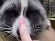 Booping Almost Every Animal In The Zoo