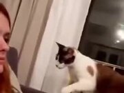 Cat Playing With Owner