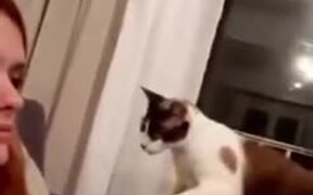 Cat Playing With Owner - Animals - VIDEOTIME.COM