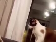 Cat Playing With Owner