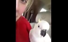 Cockatoo Does An Absolutely Adorable Peekaboo - Animals - VIDEOTIME.COM