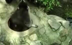 Raccoon Doesn't Appreciate It's Manhole Trespassed - Animals - VIDEOTIME.COM