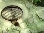 Raccoon Doesn't Appreciate It's Manhole Trespassed