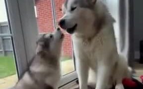 Father And Son Doggo Share A Moment Howling - Animals - VIDEOTIME.COM