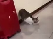 Cat Does A Cool Launch