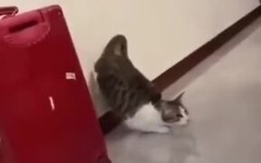 Cat Does A Cool Launch - Animals - VIDEOTIME.COM