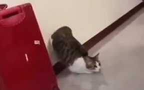Cat Does A Cool Launch - Animals - VIDEOTIME.COM