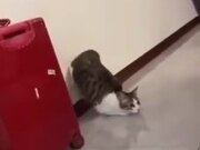 Cat Does A Cool Launch
