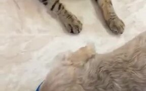 Cats, The Number One Enemy Of Hydration For Dogs - Animals - VIDEOTIME.COM