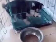 Puppy Ignores Open Door And Cries About Food