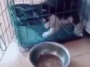 Puppy Ignores Open Door And Cries About Food