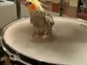 Can't Stop Ft Percussionist Parrot