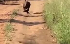 Jolly Little Baby Rhino Runs Around - Animals - VIDEOTIME.COM