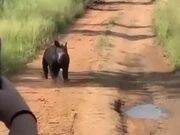 Jolly Little Baby Rhino Runs Around