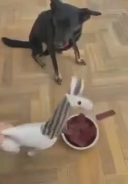 Dogs Following What The Stuffed Toy Does With Food