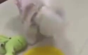 Dogs Following What The Stuffed Toy Does With Food - Animals - VIDEOTIME.COM