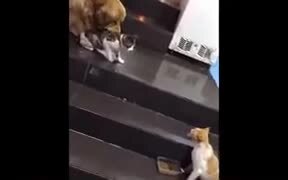  Doggo Drags Catto Friend Out Of A Fight - Animals - VIDEOTIME.COM