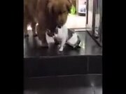  Doggo Drags Catto Friend Out Of A Fight