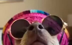 When The Weekend Hits, Even Canines Join In - Animals - VIDEOTIME.COM