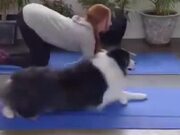 Adorable Four-Legged Yoga Partner