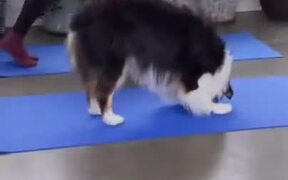 Adorable Four-Legged Yoga Partner - Animals - VIDEOTIME.COM
