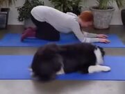 Adorable Four-Legged Yoga Partner