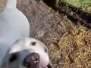 Dog Crunches On Some Water From A Sprinkler