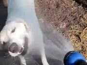 Dog Crunches On Some Water From A Sprinkler