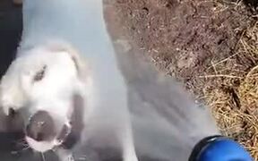 Dog Crunches On Some Water From A Sprinkler - Animals - VIDEOTIME.COM