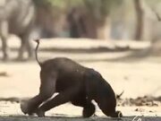 Baby Elephant Stands On It's Feet For The 1st Time