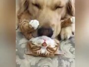 A Selection Of Funny Moments With Animals