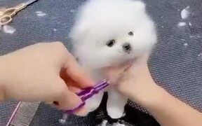 The Cutest Puppy Ever - Animals - VIDEOTIME.COM