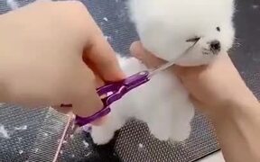 The Cutest Puppy Ever - Animals - VIDEOTIME.COM